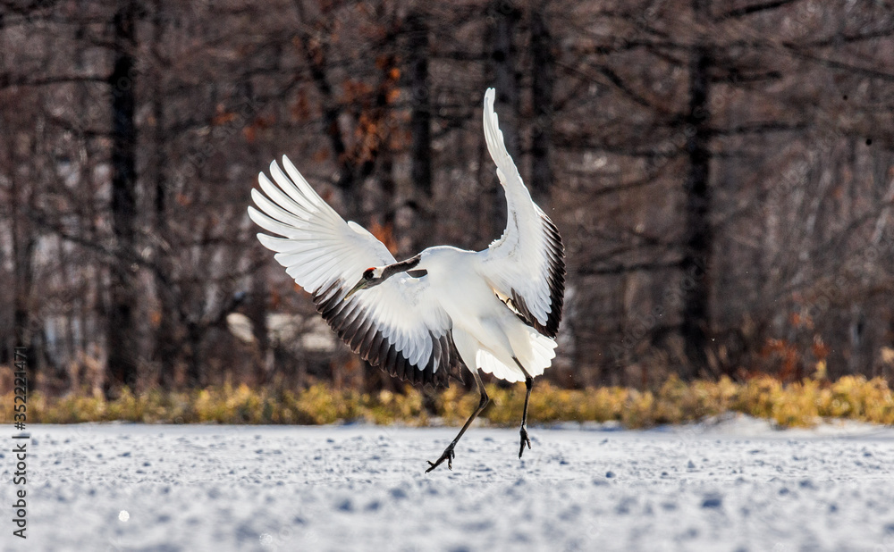 Japanese crane is standing in the snow and spread its wings. Japan. Hokkaido. Tsurui. Japanese crane is standing in the snow and spread its wings. Japan. Hokkaido. Tsurui.