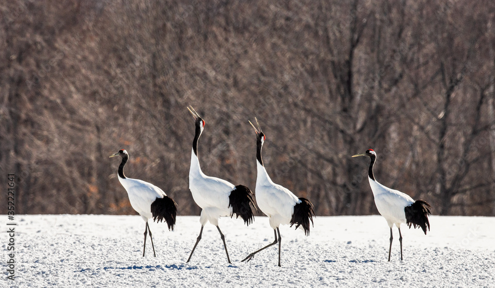 Obraz premium Group of Japanese cranes are walking together in the snow and scream mating sounds. Frost. There is steam from the beaks. Japan. Hokkaido. Tsurui. 