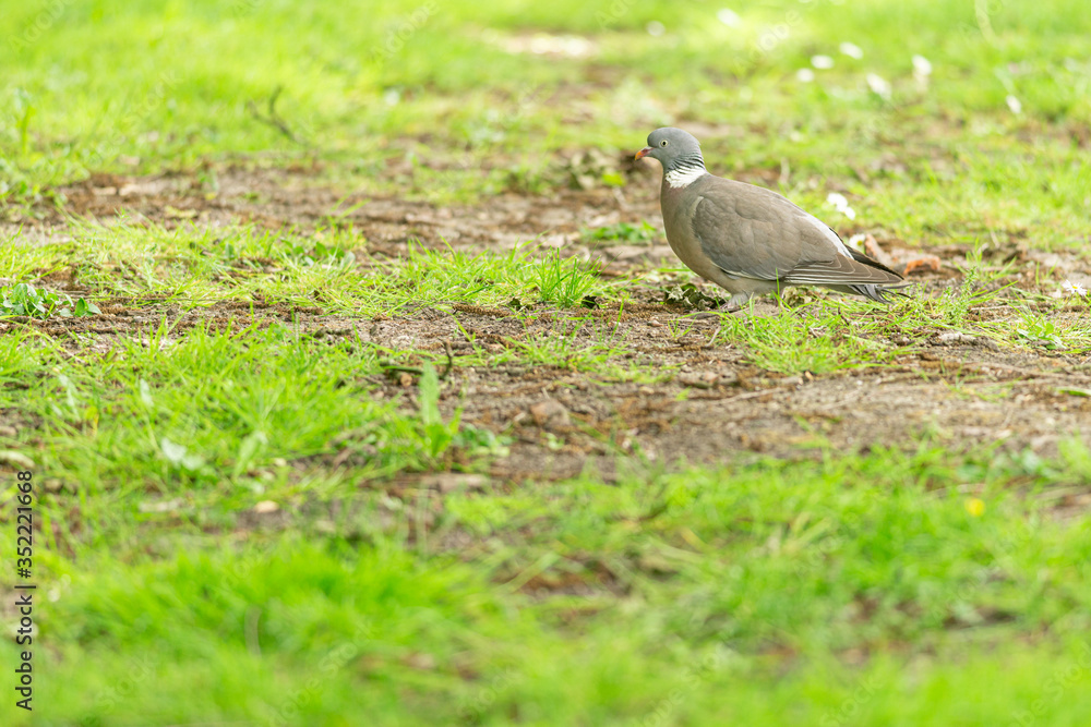 City pigeon walks through the park, Dutch wildlife photography, bird photo, Dutch nature City pigeon walks through the park, Dutch wildlife photography, bird photo, Dutch nature