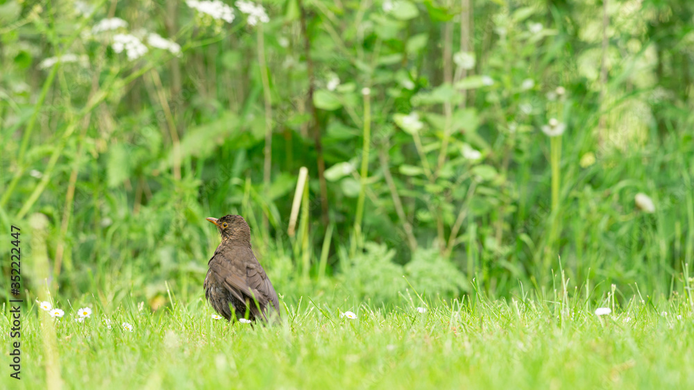 Female Blackbird is in the grass looking for food, Dutch wildlife photography, bird photo, Dutch nature Female Blackbird is in the grass looking for food, Dutch wildlife photography, bird photo, Dutch nature