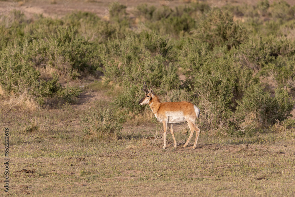 Pronghorn Antelope Buck in the Utah Desert Pronghorn Antelope Buck in the Utah Desert