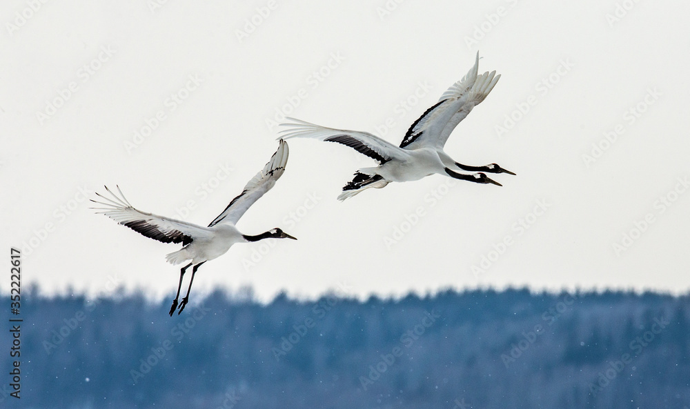 Two Japanese Cranes in flight. Japan. Hokkaido. Tsurui.  