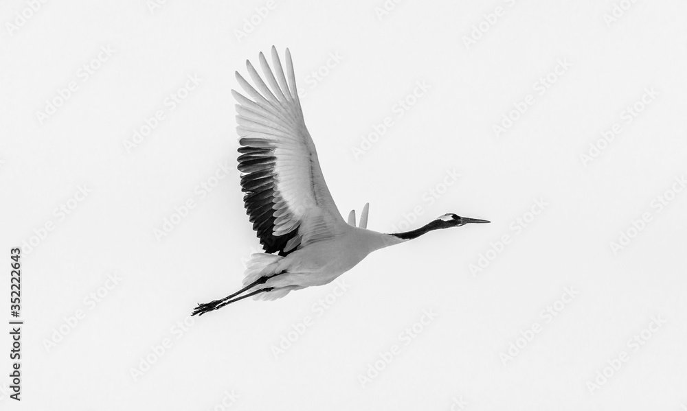 Obraz premium Japanese crane in flight. Japan. Hokkaido. Tsurui.