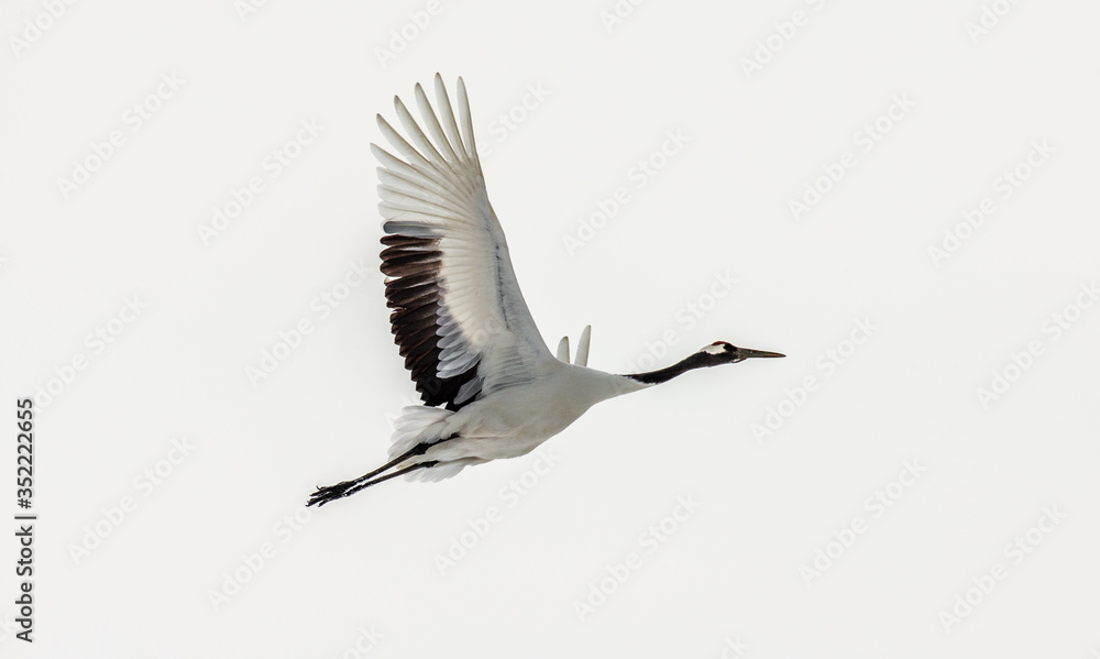 Obraz premium Japanese crane in flight. Japan. Hokkaido. Tsurui.