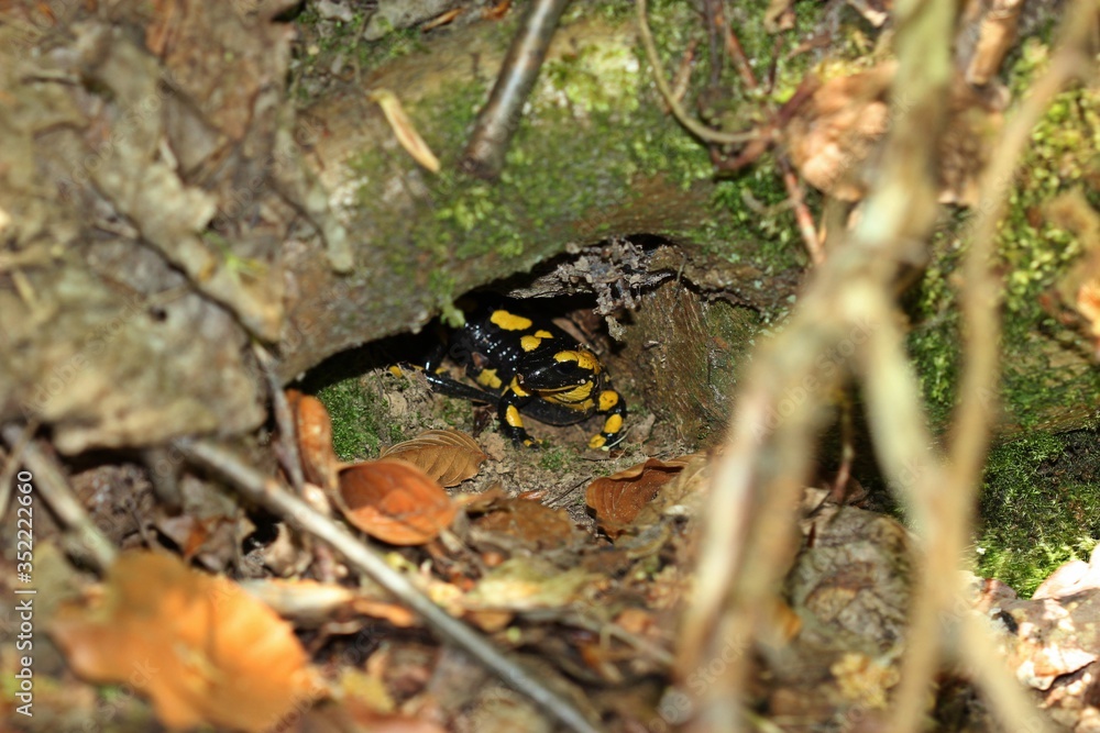 Feuersalamander (Salamandra salamandra) im Versteck. Feuersalamander (Salamandra salamandra) im Versteck.