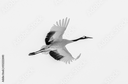 Japanese crane in flight. Japan. Hokkaido. Tsurui.