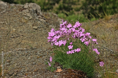 Blühende Pfingstnelken (Dianthus gratianopolitanus) im Kellerwald photo