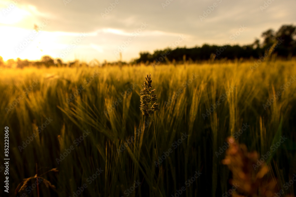 Beautiful sunset over cultivated wheat crop field in the background and single wild grass in the foreground