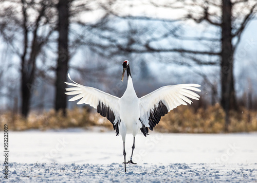 Japanese crane is standing in the snow and spread its wings. Japan. Hokkaido. Tsurui.