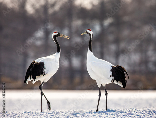 Two Japanese Cranes are walking on the snow. Japan. Hokkaido. Tsurui.