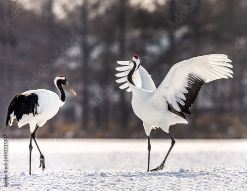 Two Japanese Cranes are dancing on the snow. Japan. Hokkaido. Tsurui.   photo