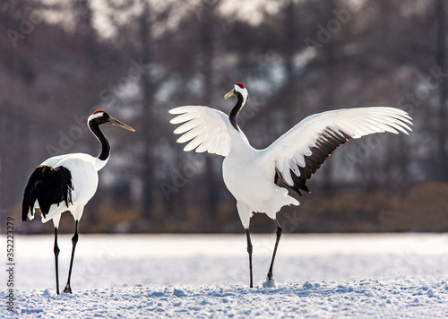 Two Japanese Cranes are dancing on the snow. Japan. Hokkaido. Tsurui. 