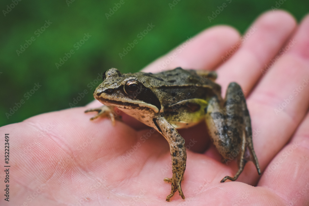 Obraz premium frog in the hand