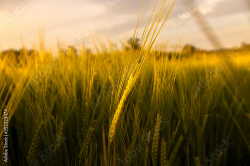 Photography Close up photo of wheat grass and seeds in the beautiful, cultivated field at go