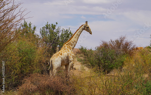 Giraffen im Haweqwa Naturschutzgebiet Südafrika photo