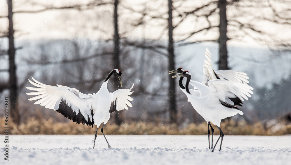 Japanese Cranes are dancing on the snow. Japan. Hokkaido. Tsurui. Japanese Cranes are dancing on the snow. Japan. Hokkaido. Tsurui.