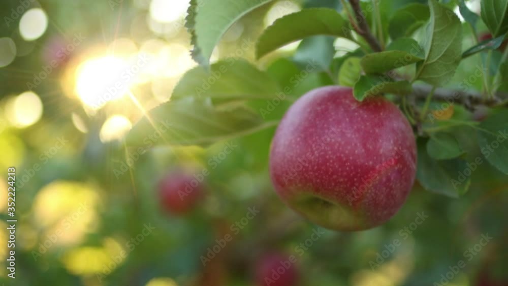 juicy red apples ready for picking on a tree in an orchard on a summers day juicy red apples ready for picking on a tree in an orchard on a summers day