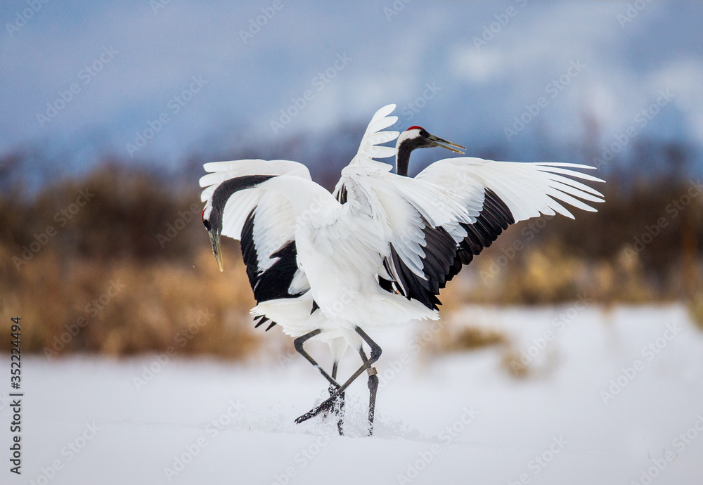 Two Japanese Cranes are dancing on the snow. Japan. Hokkaido. Tsurui. Two Japanese Cranes are dancing on the snow. Japan. Hokkaido. Tsurui.