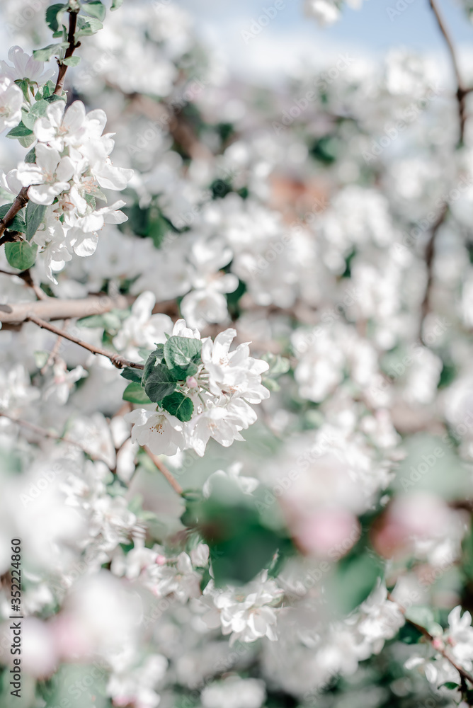 Blooming apple tree in the garden,
white flowers on a green background Blooming apple tree in the garden,
white flowers on a green background