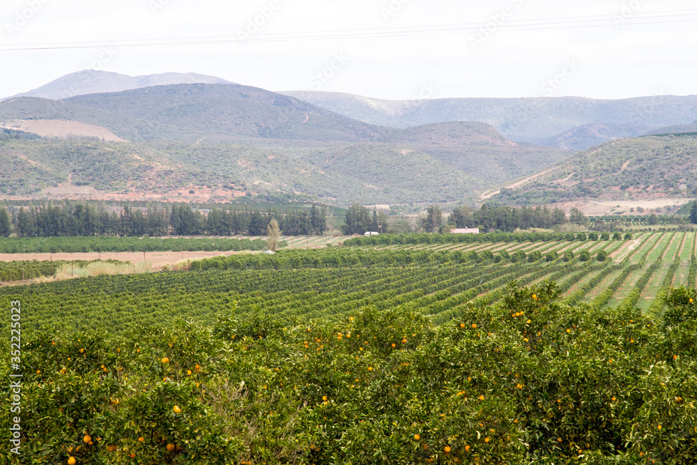 Citrus orchards in Patensie South Africa