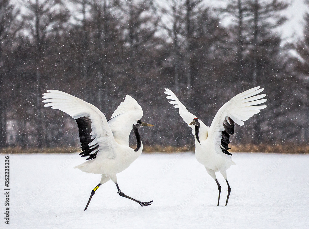 Two Japanese Cranes are dancing on the snow. Japan. Hokkaido. Tsurui. Two Japanese Cranes are dancing on the snow. Japan. Hokkaido. Tsurui.