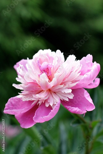 summer flower power force of naturepeony  pionium  pink