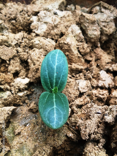 Small plant in sand with small leaves photo