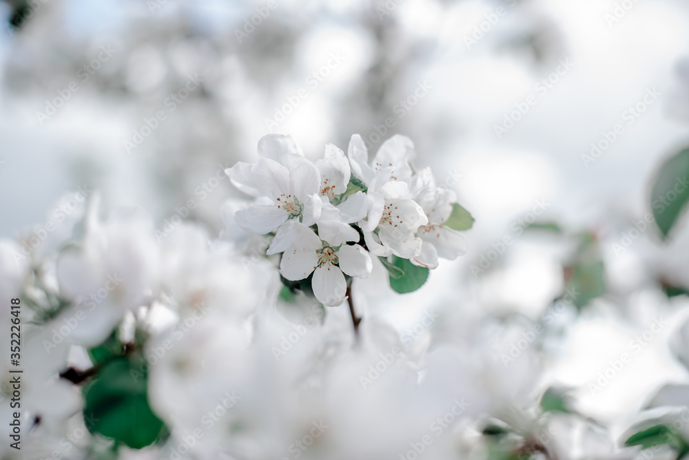 Blooming apple tree in the garden,
white flowers on a green background Blooming apple tree in the garden,
white flowers on a green background