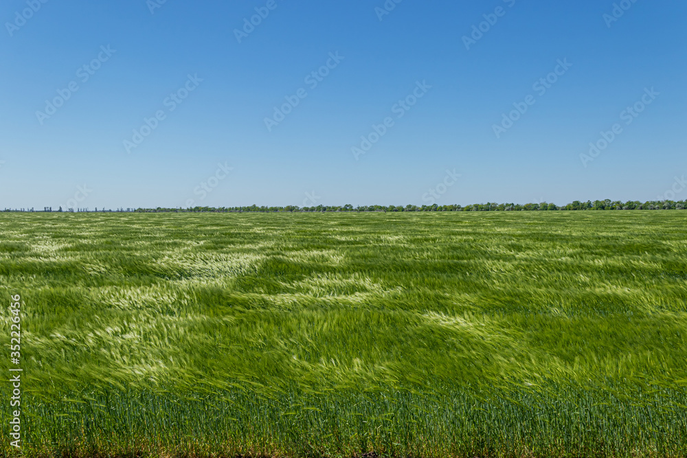 Fototapeta premium Barley field in spring under blue sky
