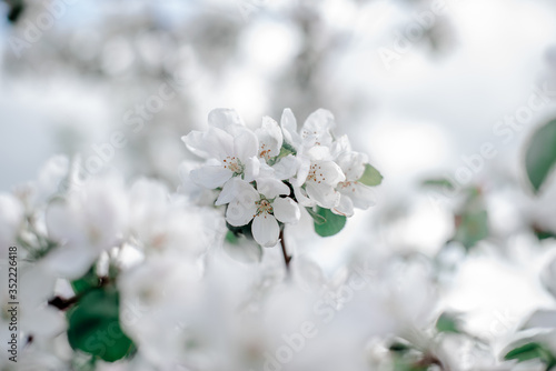 Blooming apple tree in the garden, white flowers on a green background