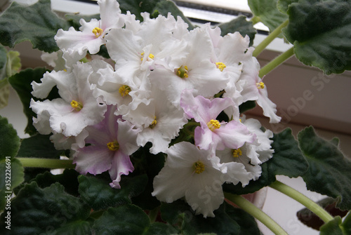 Room violet close-up. White and pink flowers.