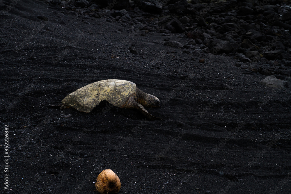 Sleepy Honu Sleepy Honu