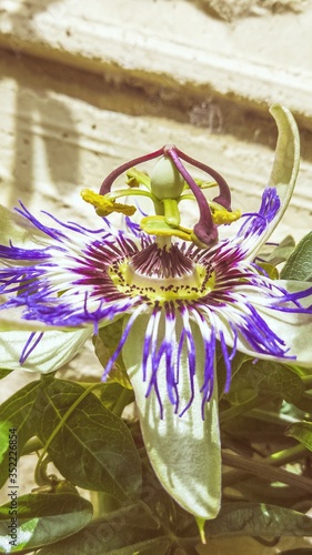 Beautiful exotic passiflora flower close-up. Blooming pasiflora, green stems and leaves on background of light concrete wall. Medical herbs and alternative treatment concept. Botanical flower backdrop