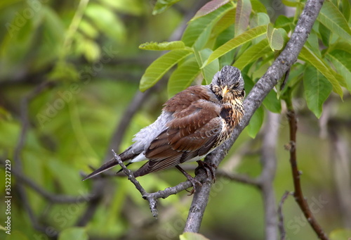Fieldfare bird, called Turdus pilaris in Latin language, sits on tree branch close up