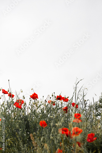 Red poppies grow in a field in spring against the sky