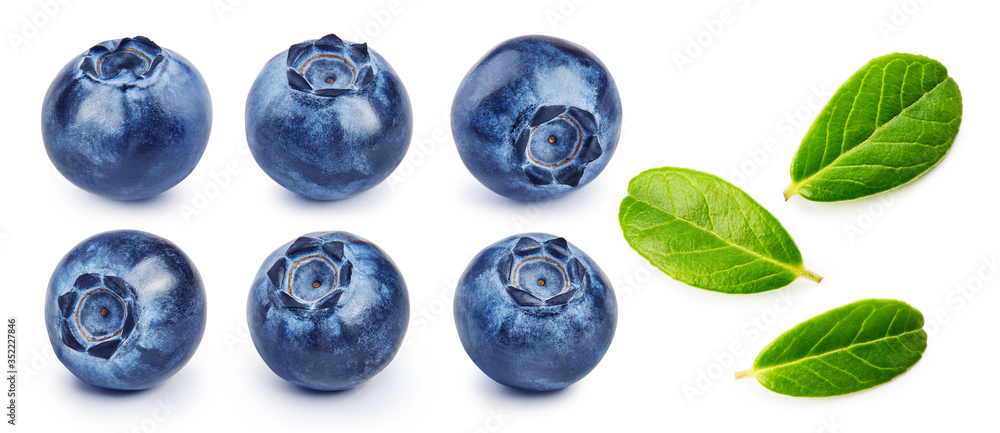 Set of fresh blueberries and blueberry leaves isolated on white background. Set of fresh blueberries and blueberry leaves isolated on white background.