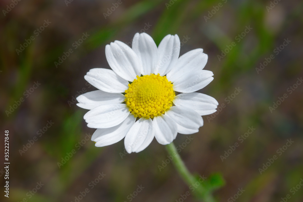 Obraz premium beautiful white camomile, macro, background