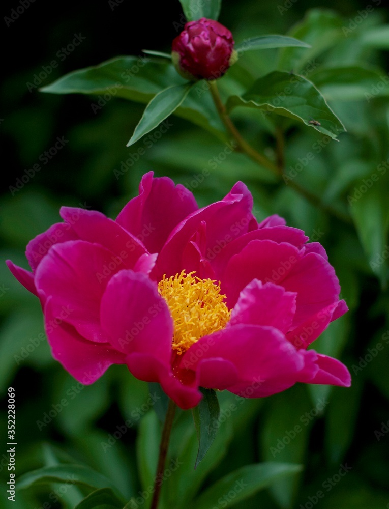 Obraz premium Spring peonies love happiness mood