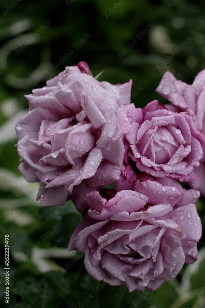 Roses Summer Love Tenderness Mood Roses Summer Love Tenderness Mood