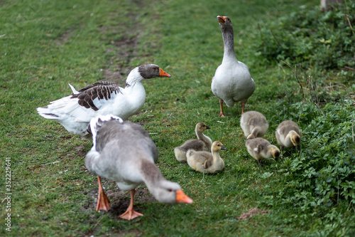 eine Familie von Gänsen lebt draußen in Freilandhaltung © Sarah