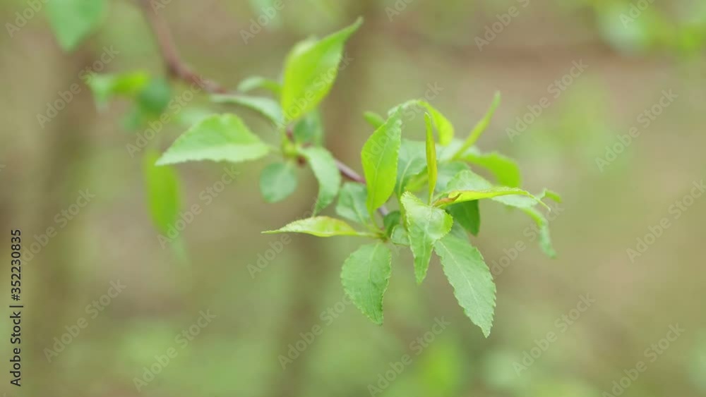 A young sprig of wood bent down and swayed in the wind. The new green leaves have blossomed. In the woods came the morning. Soft light. A close-up. 4K. A young sprig of wood bent down and swayed in the wind. The new green leaves have blossomed. In the woods came the morning. Soft light. A close-up. 4K.