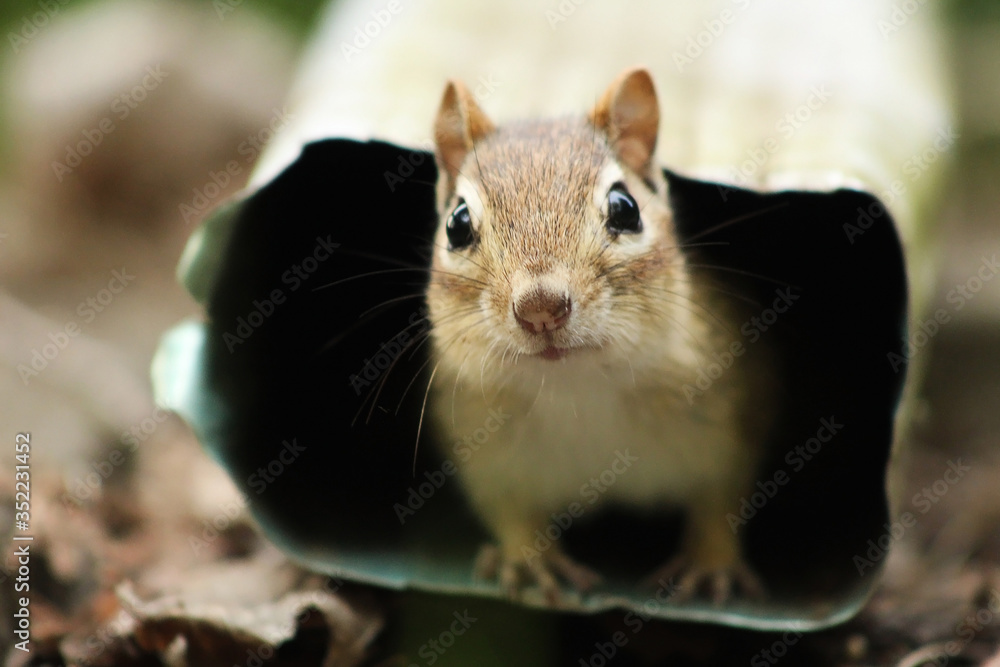Chipmunk peeking out of a drain pipe. Chipmunk peeking out of a drain pipe.