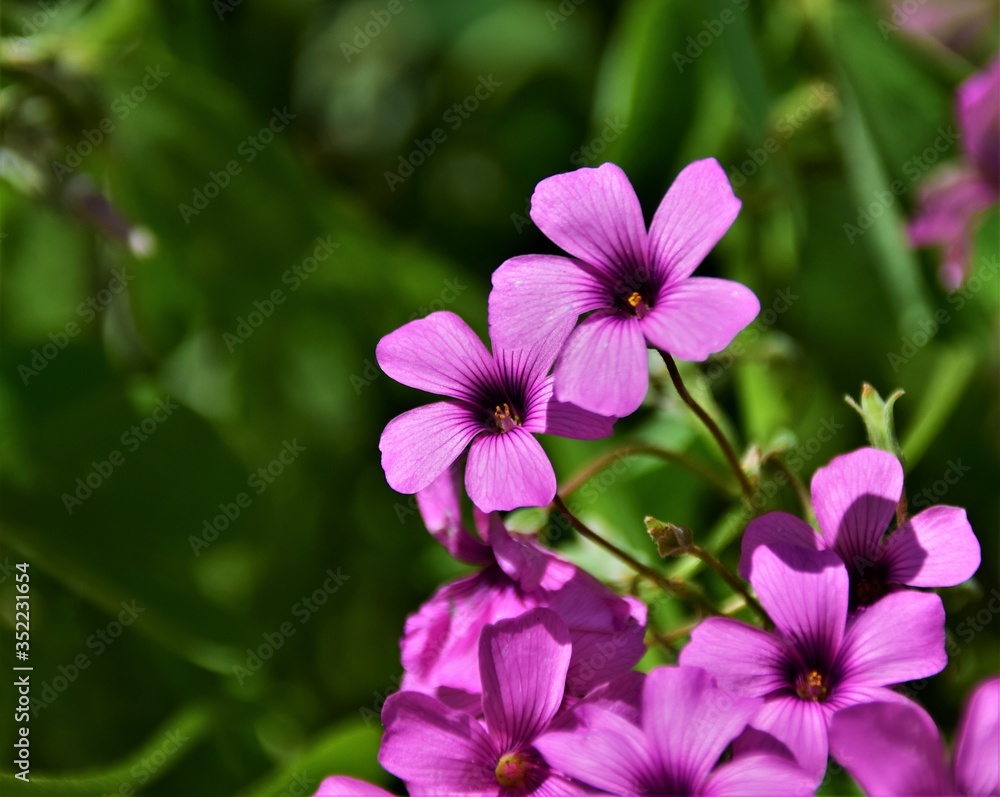 purple flowers in the garden purple flowers in the garden