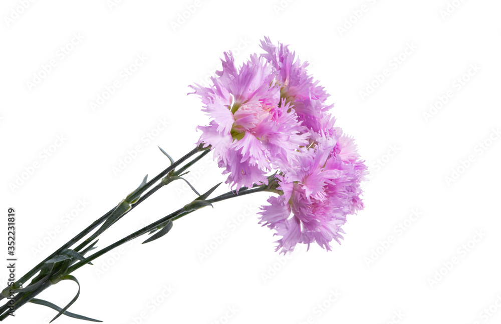 perennial clove isolated perennial clove isolated
