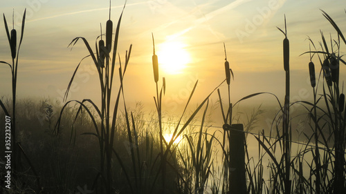 dawn over the bulrush reeds, zonsopgang en lisdodde