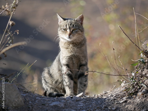 Wallpaper Mural A light gray cat with a black stripe and green eyes sits on a path in the mountains among tall dry grass on a Sunny, warm autumn day. Torontodigital.ca