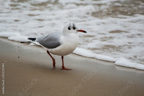 seagull on sand on the Baltic Sea