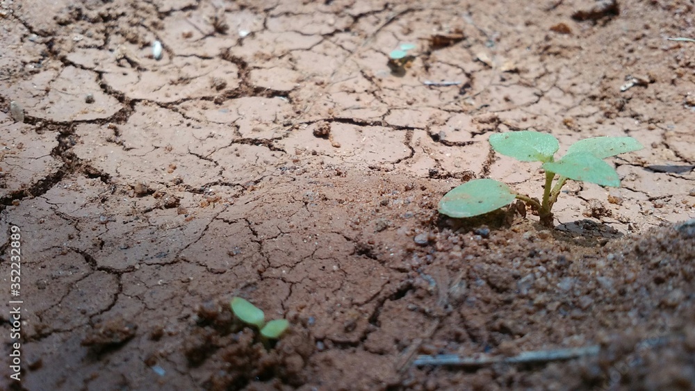 seedling or small plant in dry land seedling or small plant in dry land