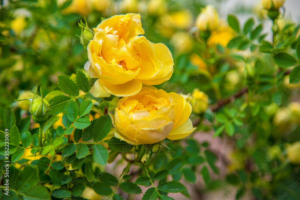 flowering bush of a yellow rose with small dense flowers flowering bush of a yellow rose with small dense flowers