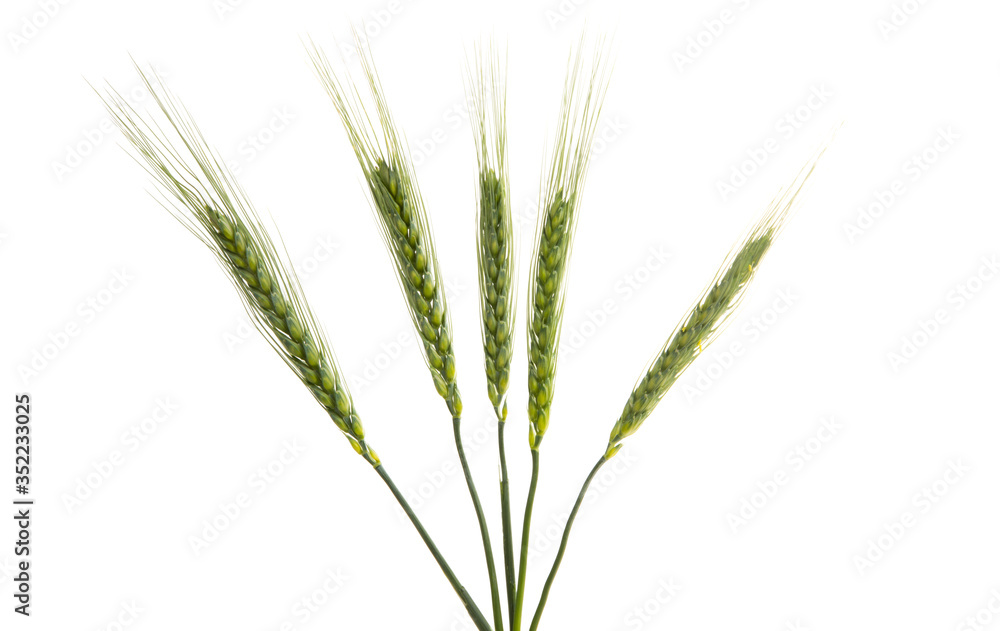 green ears of wheat Isolated green ears of wheat Isolated